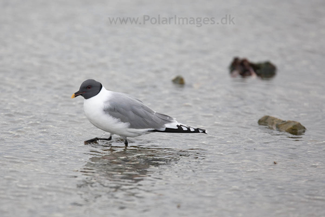 Sabine's gull, Lågøya_MG_7098