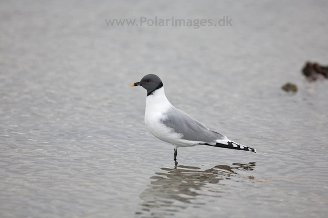 Sabine's gull, Lågøya_MG_7102