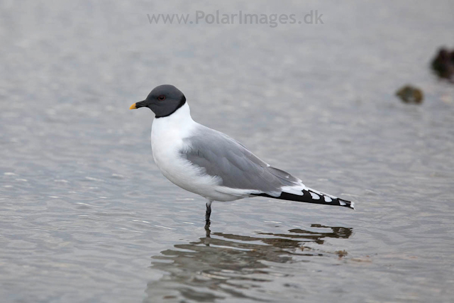 Sabine's gull, Lågøya_MG_7104