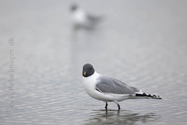 Sabine's gull, Lågøya_MG_7107