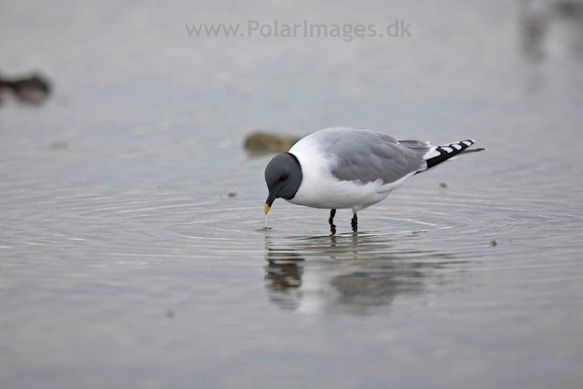 Sabine's gull, Lågøya_MG_7111