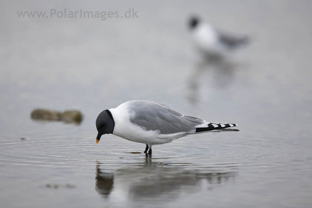 Sabine's gull, Lågøya_MG_7112