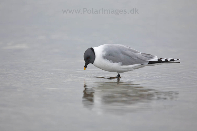 Sabine's gull, Lågøya_MG_7113