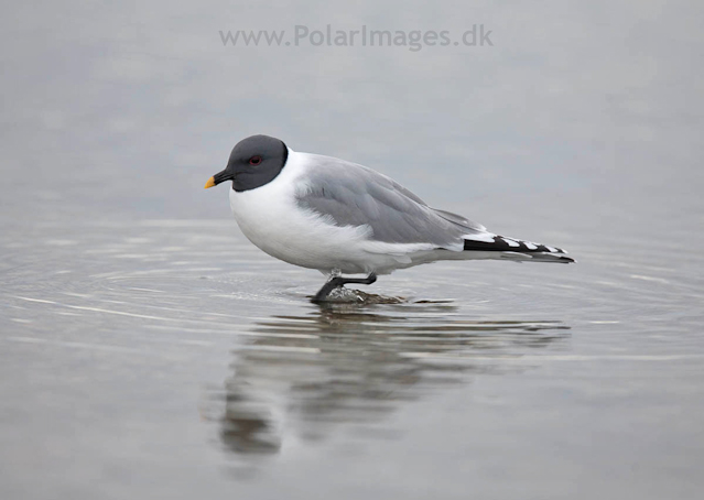 Sabine's gull, Lågøya_MG_7114