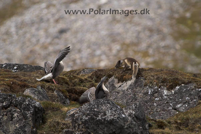 Alkhornet Arctic fox PICT6794