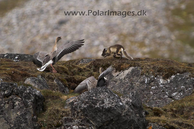 Alkhornet Arctic fox PICT6795