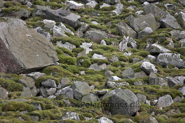 Arctic fox_MG_1687