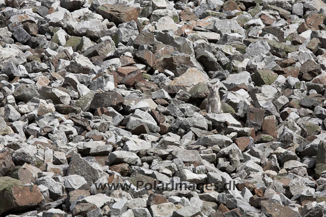 Arctic fox_MG_1702