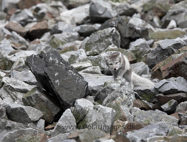 Arctic fox_MG_1714