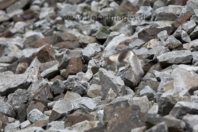 Arctic fox_MG_1735