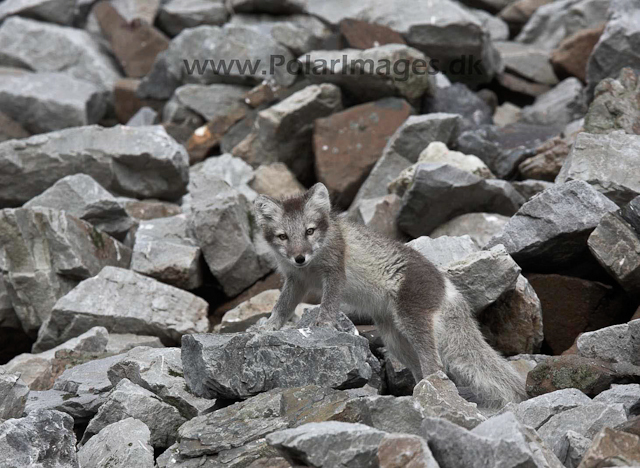 Arctic fox_MG_1744