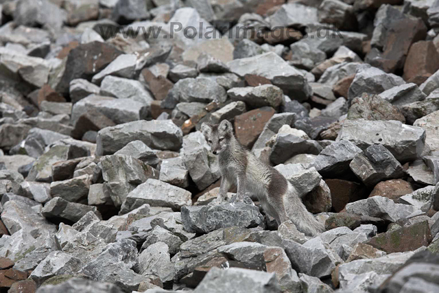 Arctic fox_MG_1749