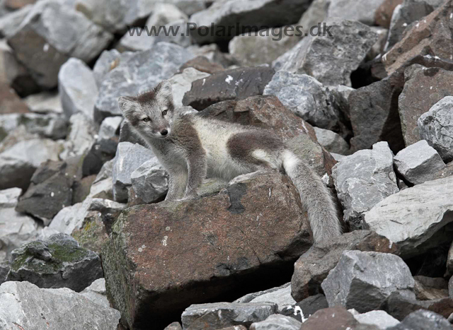 Arctic fox_MG_1759