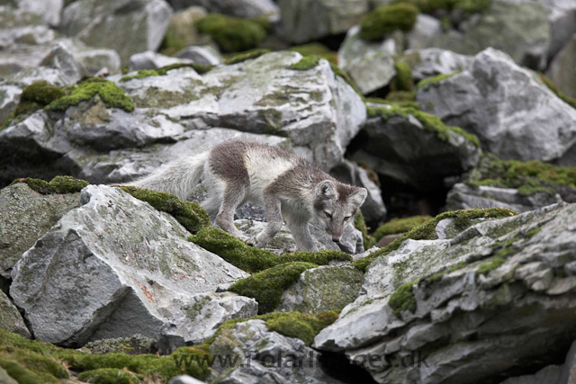 Arctic fox_MG_1768