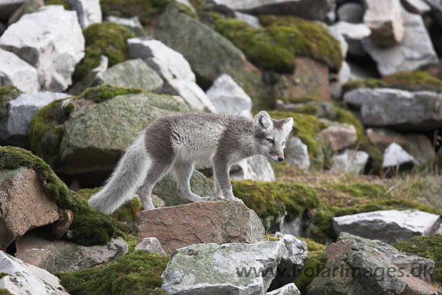 Arctic fox_MG_1771