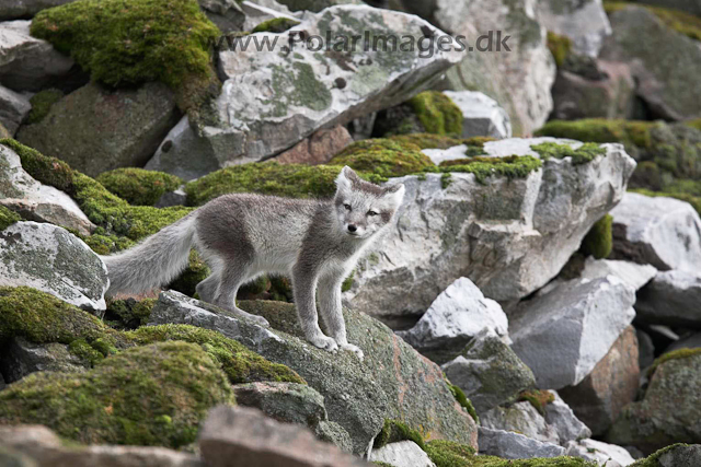 Arctic fox_MG_1778