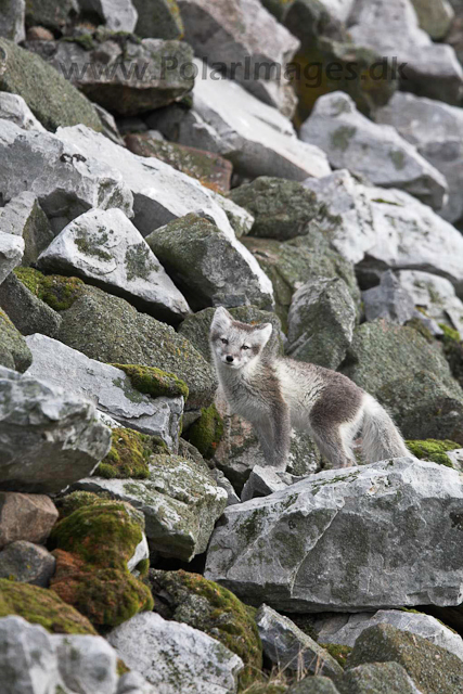 Arctic fox_MG_1783