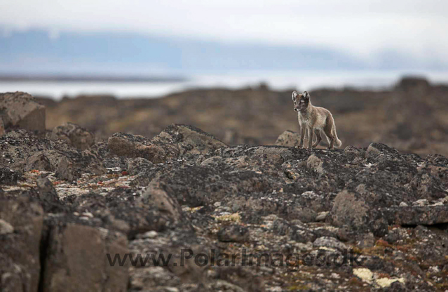 Arctic fox_MG_2419