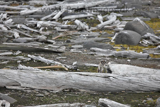 Arctic fox_MG_2437