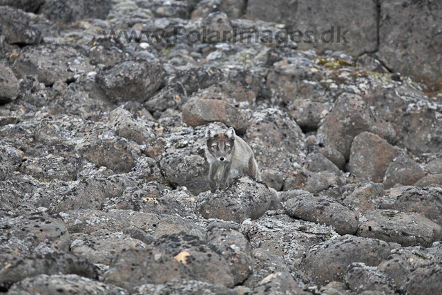 Arctic fox_MG_2451