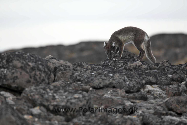 Arctic fox_MG_2452