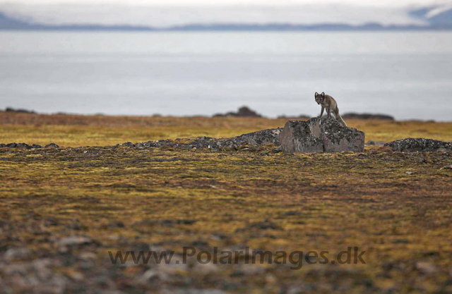 Arctic fox_MG_2453