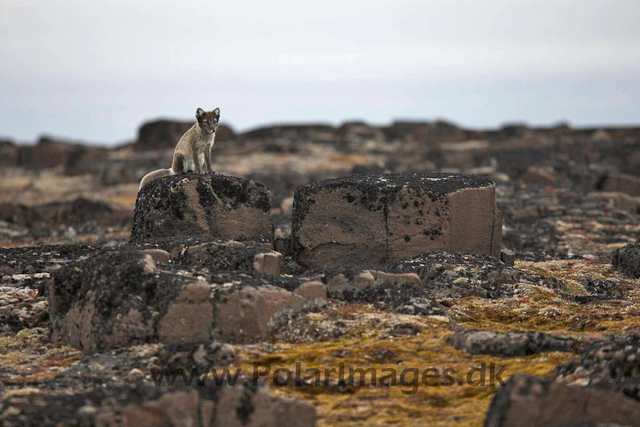 Arctic fox_MG_2465