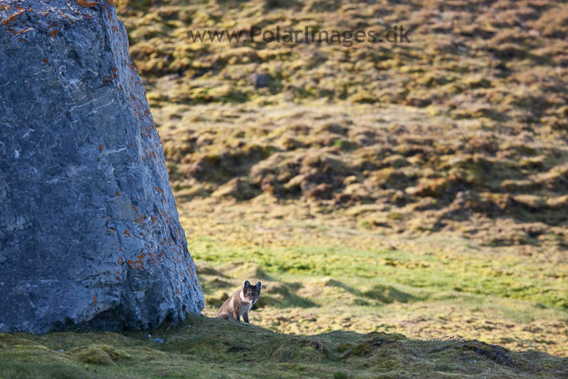 Arctic fox, Midterhuken, Bellsund_MG_7672