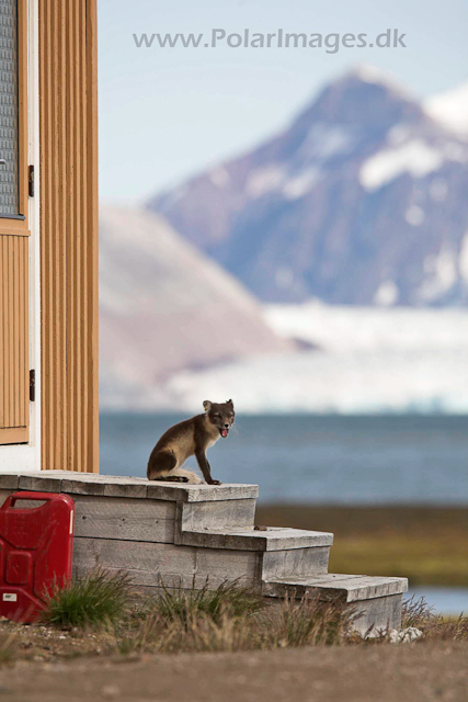 Arctic fox, Ny Ålesund_MG_0536