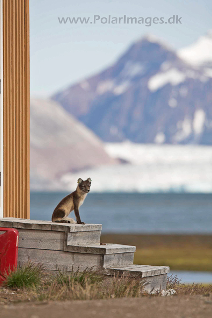 Arctic fox, Ny Ålesund_MG_0539