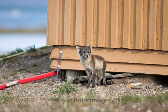 Arctic fox, Ny Ålesund_MG_0542