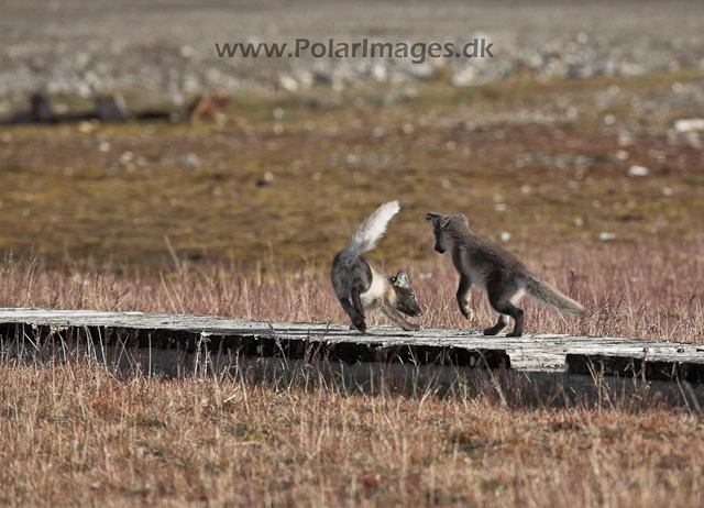Arctic fox, Ny Ålesund_MG_1855