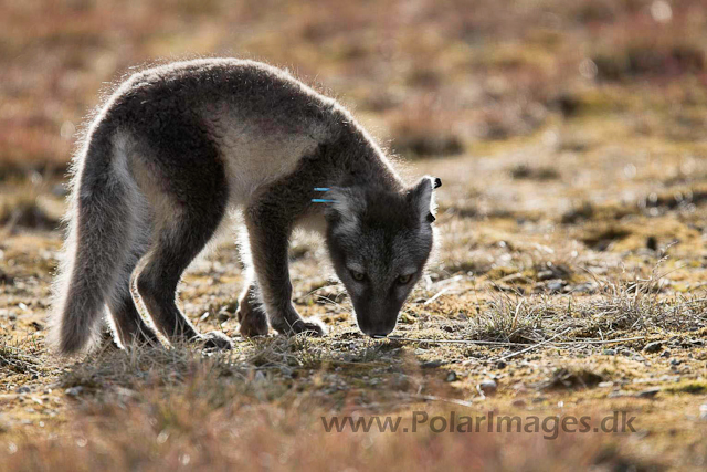 Arctic fox, Ny Ålesund_MG_1876