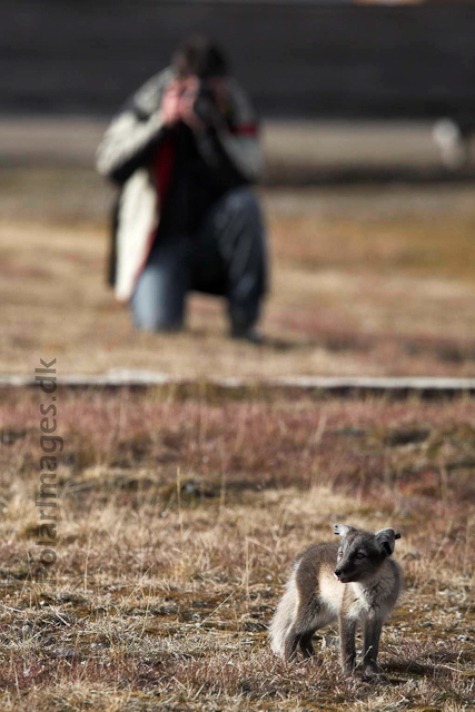 Arctic fox, Ny Ålesund_MG_1886