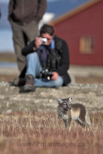 Arctic fox, Ny Ålesund_MG_1895