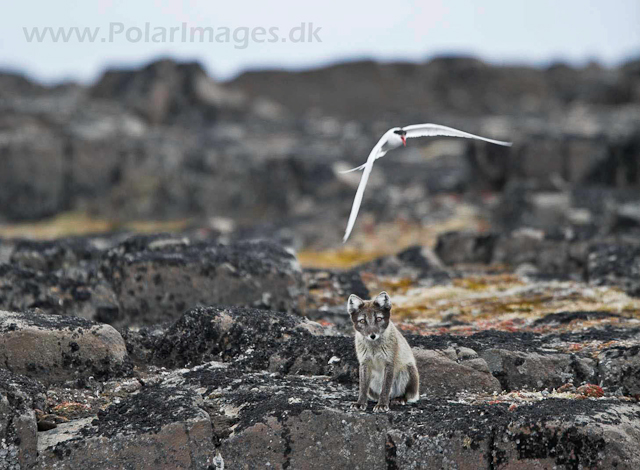 Arctic fox attacked by Arctic tern_MG_2462