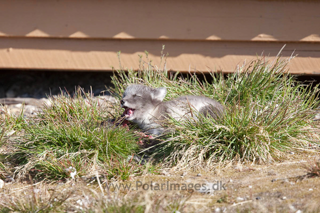 Arctic fox cub eating sibling(!), Ny Ålesund_MG_6788