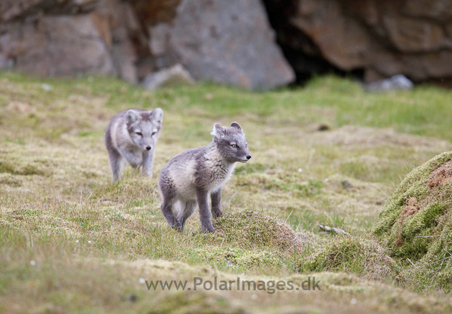 Arctic fox cubs, Ingeborgfjellet 14 August 09_MG_8876