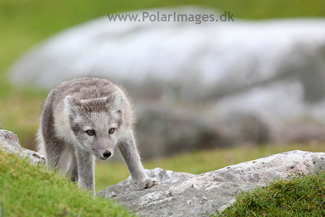 Arctic fox cubs, Ingeborgfjellet 14 August 09_MG_8882