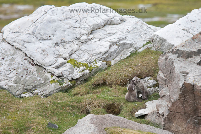 Arctic fox cubs, Ingeborgfjellet 15 July 09_MG_6165