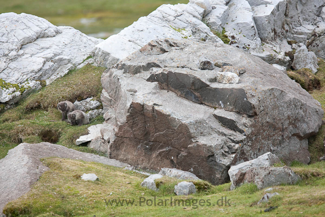 Arctic fox cubs, Ingeborgfjellet 15 July 09_MG_6197