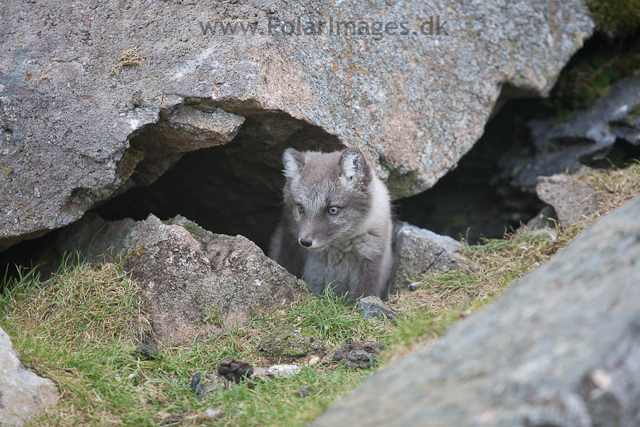 Arctic fox cubs, Ingeborgfjellet 25 July 09_MG_6711