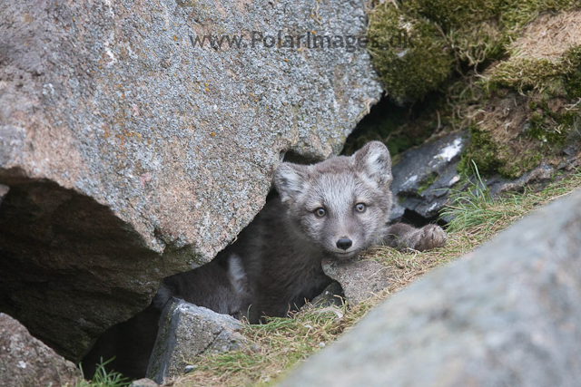 Arctic fox cubs, Ingeborgfjellet 25 July 09_MG_6721