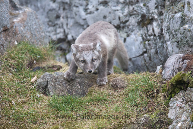 Arctic fox cubs, Ingeborgfjellet 25 July 09_MG_6731