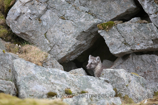 Arctic fox cubs, Ingeborgfjellet 25 July 09_MG_6740