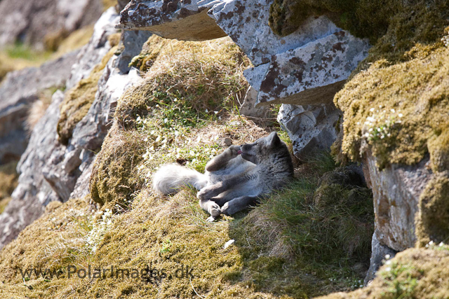 Arctic fox cubs, Ingeborgfjellet 4 August 09_MG_7935