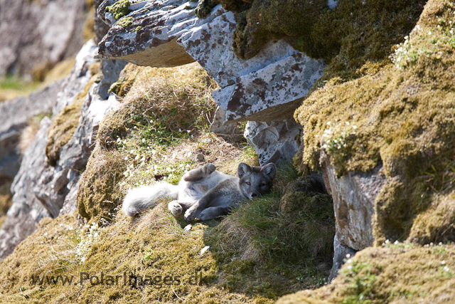 Arctic fox cubs, Ingeborgfjellet 4 August 09_MG_7943
