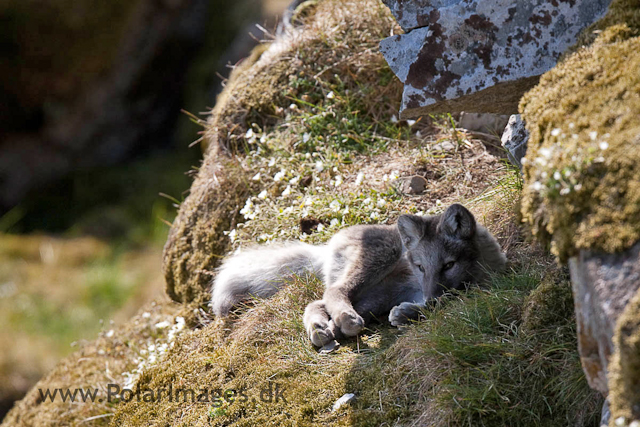 Arctic fox cubs, Ingeborgfjellet 4 August 09_MG_7957