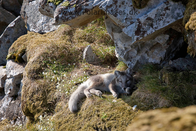Arctic fox cubs, Ingeborgfjellet 4 August 09_MG_7978