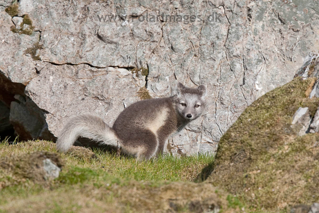 Arctic fox cubs, Ingeborgfjellet 4 August 09_MG_8027